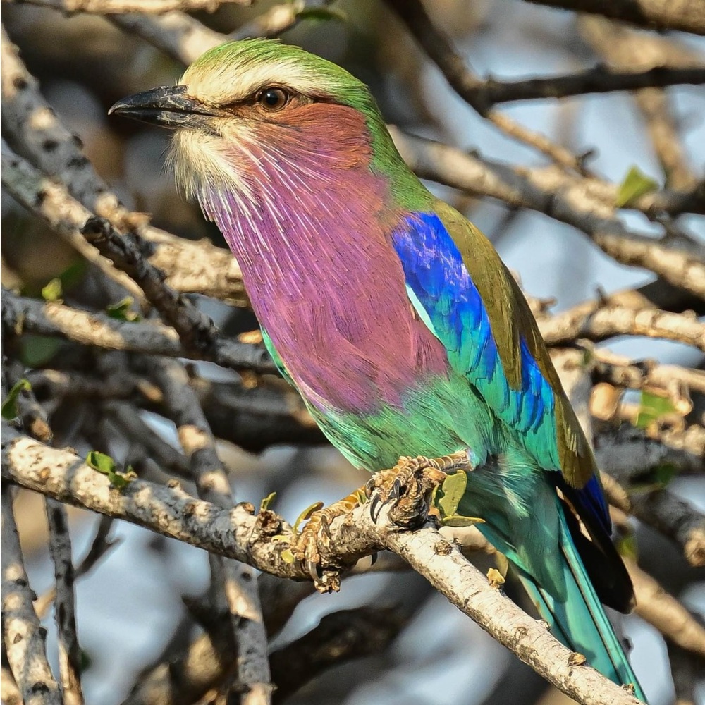 Large Gorgeous Ruby Zoisite Natural Stone Pendant… - image 8